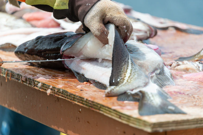 A fisherman fillets a cod.