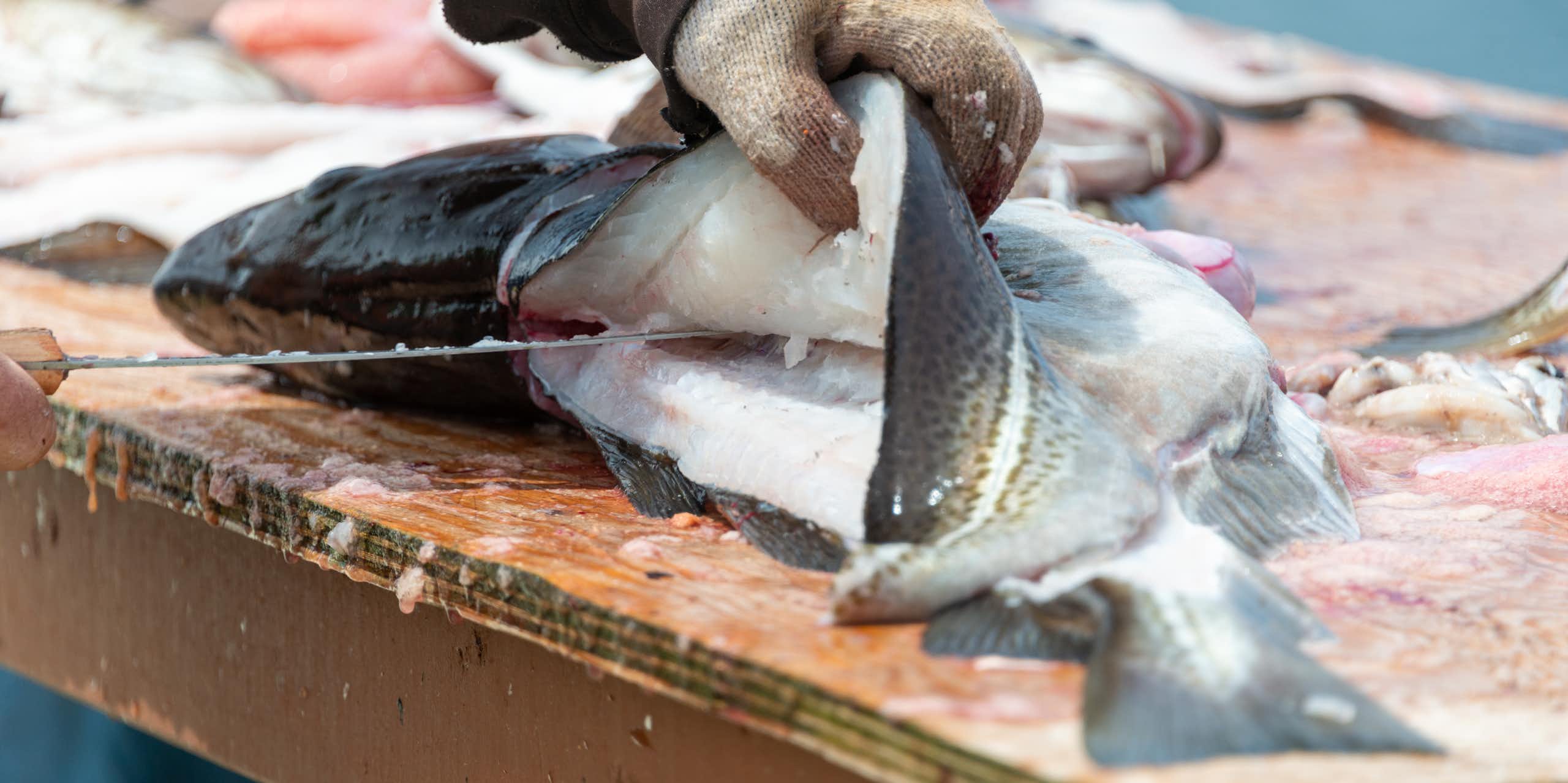 A fisherman fillets a cod.