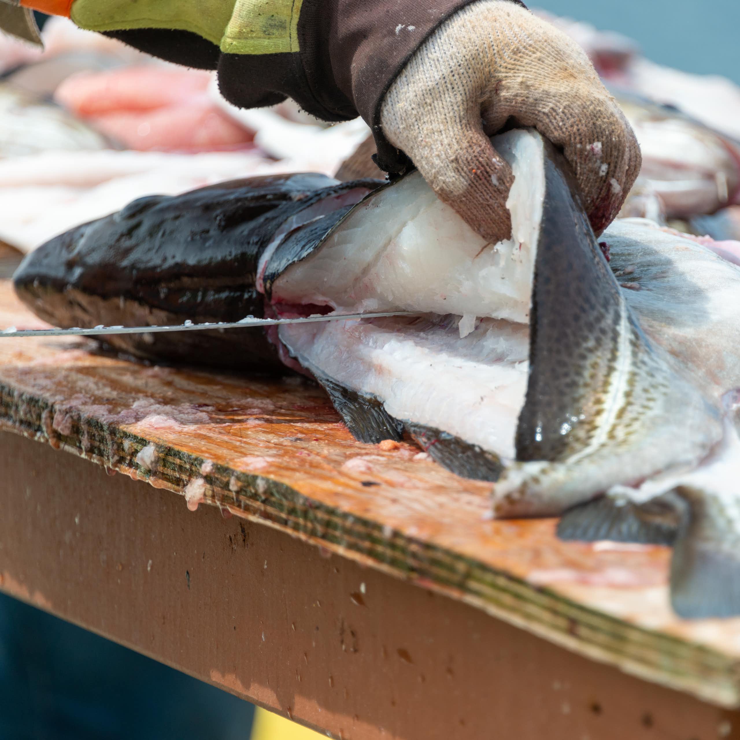 A fisherman fillets a cod.
