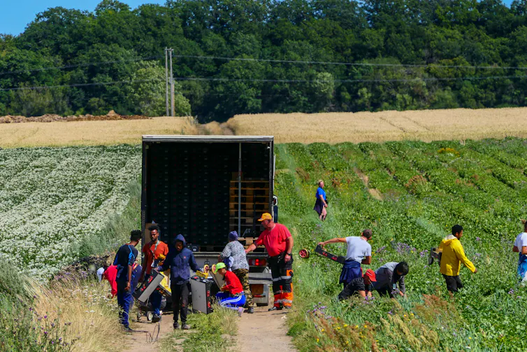 Migrant workers picking strawberries in a field.