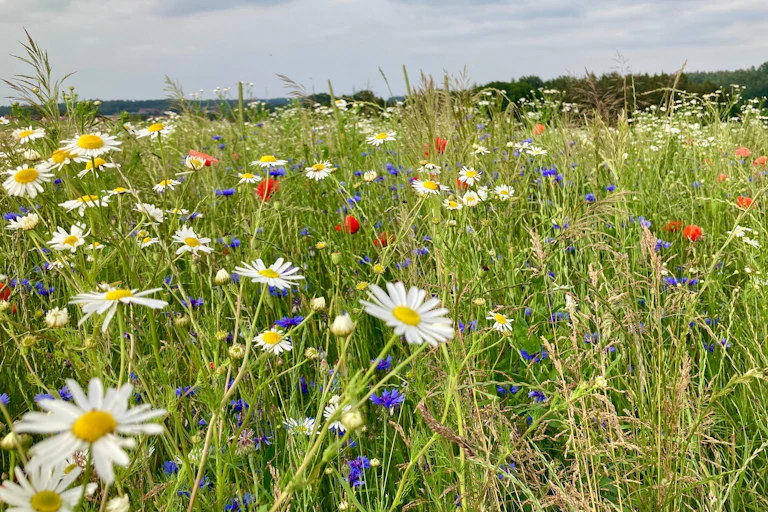 wildflower meadow