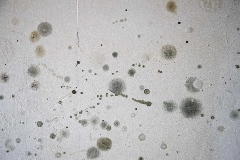 A wall with splatters of mold growth