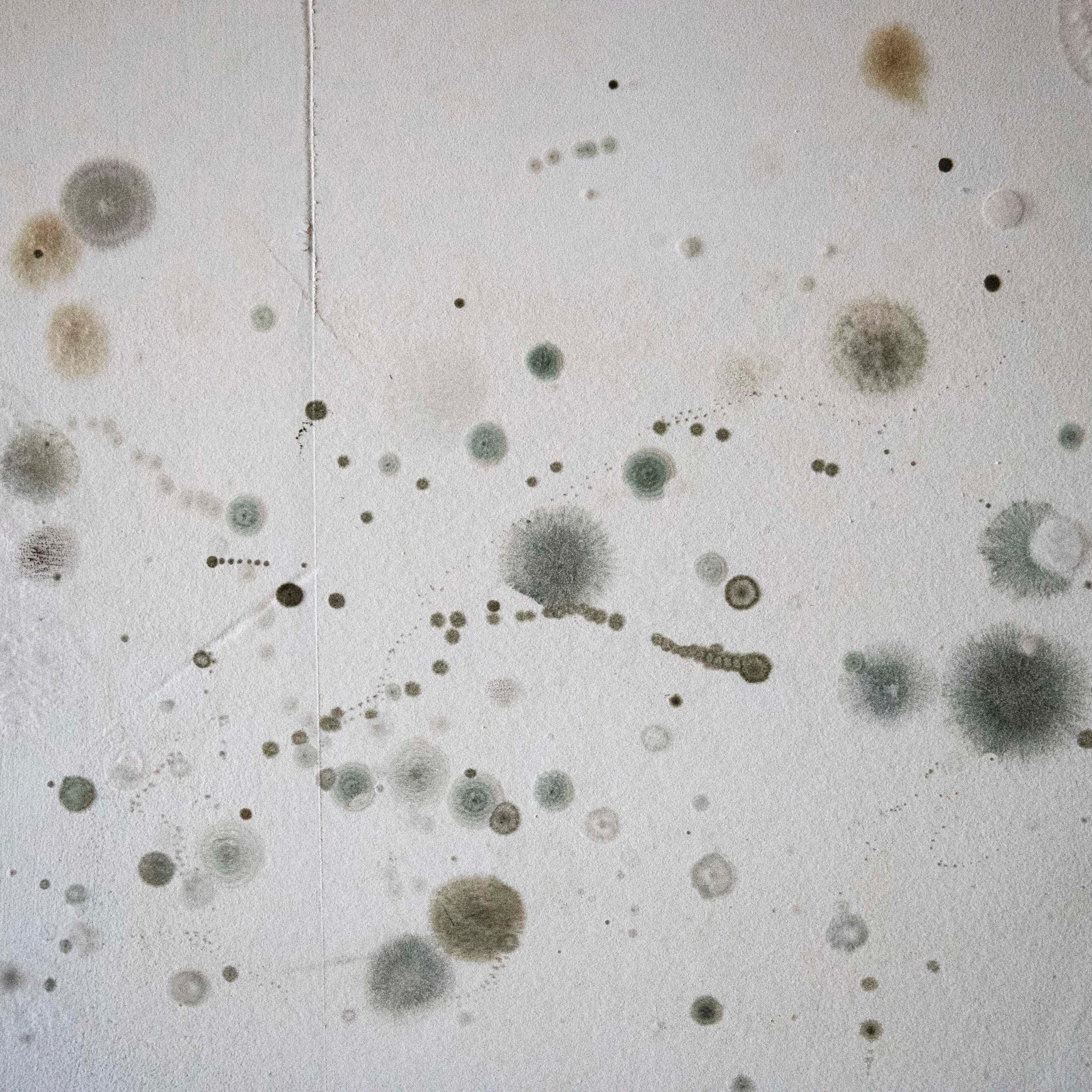 A wall with splatters of mold growth