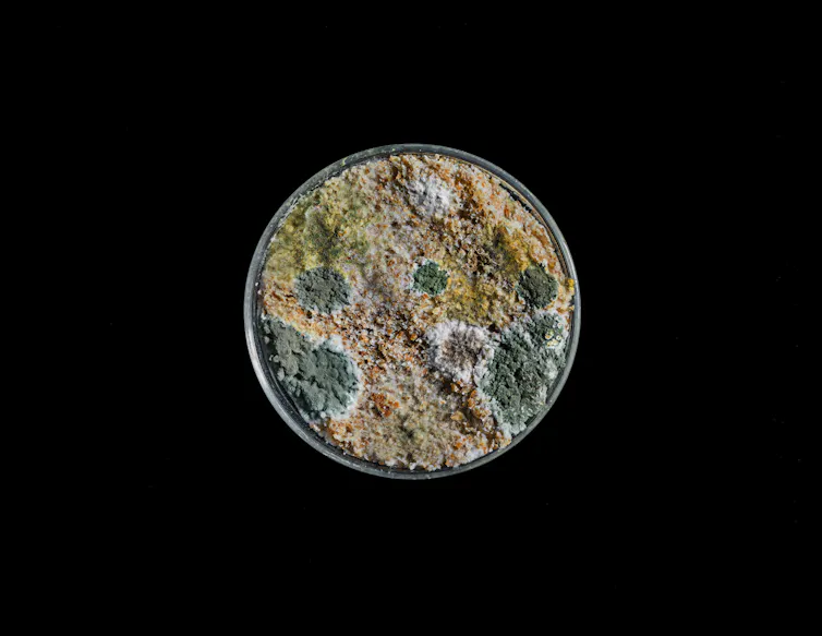 A petri dish covered in several types of mold