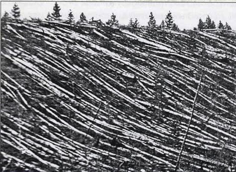 A black and white photo of a forest of flattened trees.