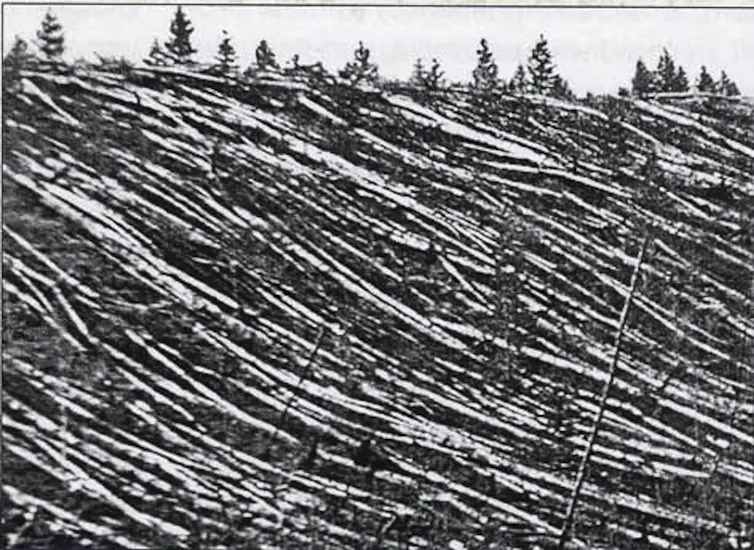 A black and white photo of a forest of flattened trees.