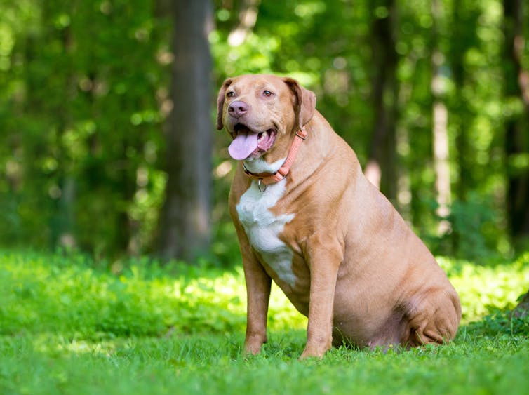 An overweight panting dog sitting on grass