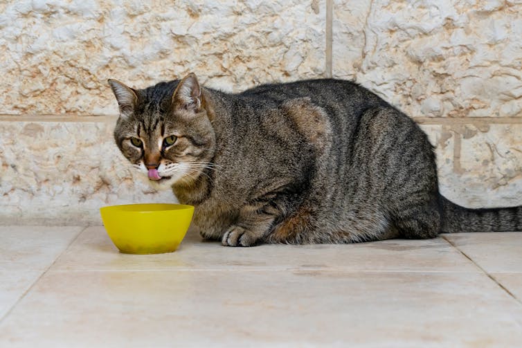An overweight tabby cat eats from a food bowl