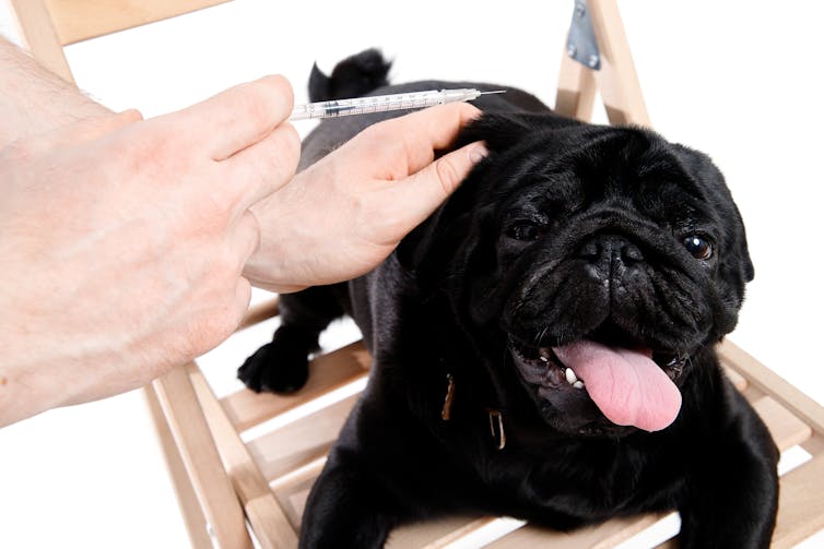 A black dog getting an injection while lying on a chair