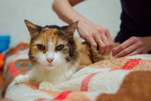 Dogs and cats get diabetes too. Here’s what to look out for and how to manage it