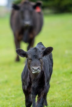 Close up of a cow in a field in Australia