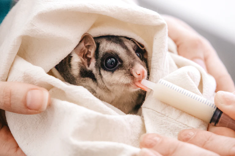 squirrel glider in cloth
