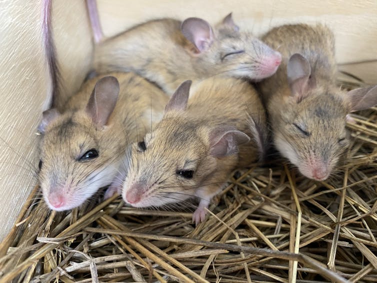 Four pale brown mice with big ears huddled together in a nest box looking sleepy