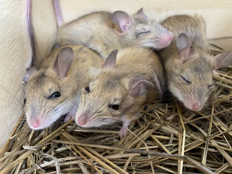 Four pale brown mice with big ears huddled together in a nest box looking sleepy