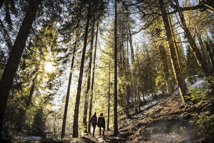 Two people standing in a forest with tall evergreen trees around them.