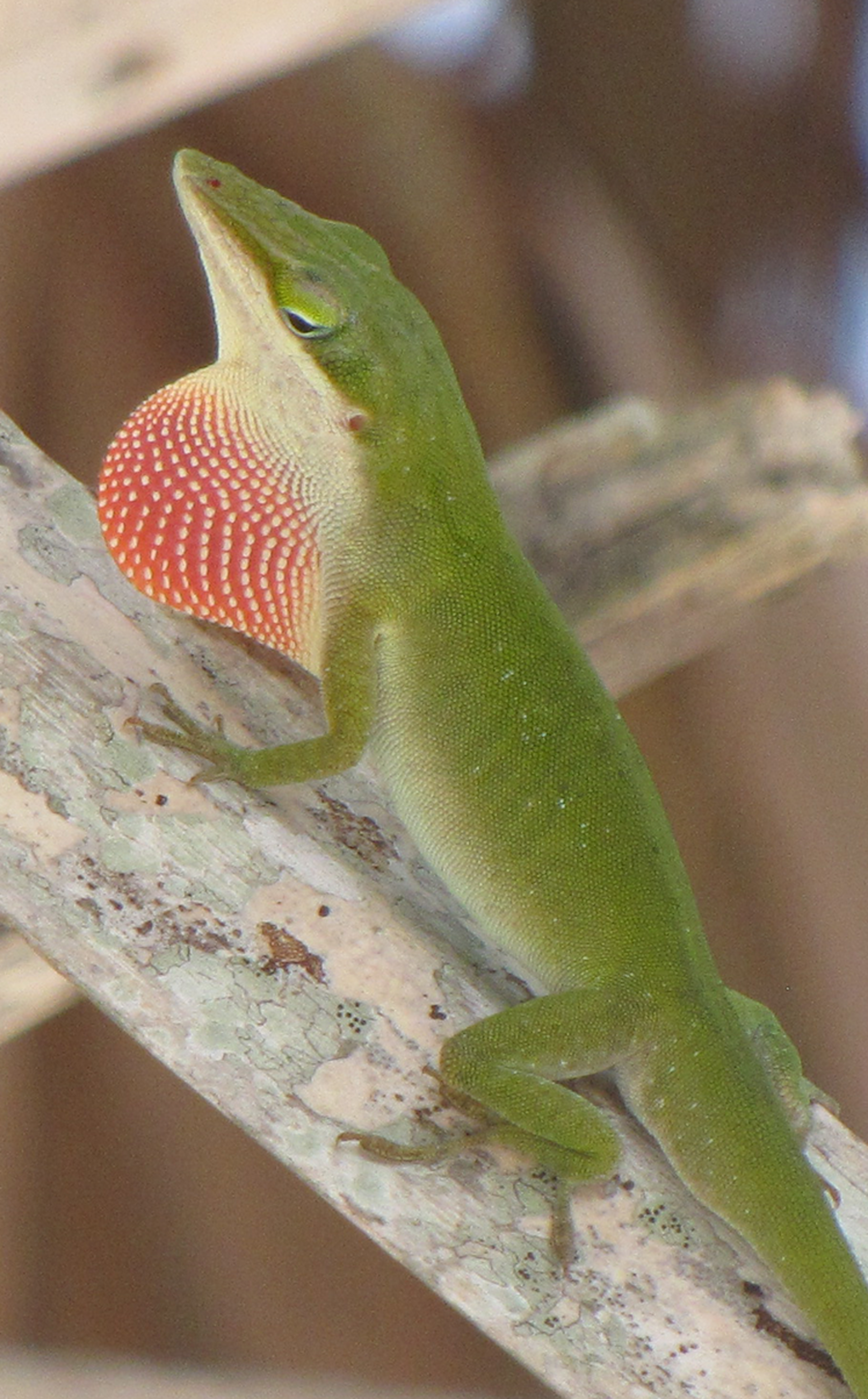 green anole baby logtail