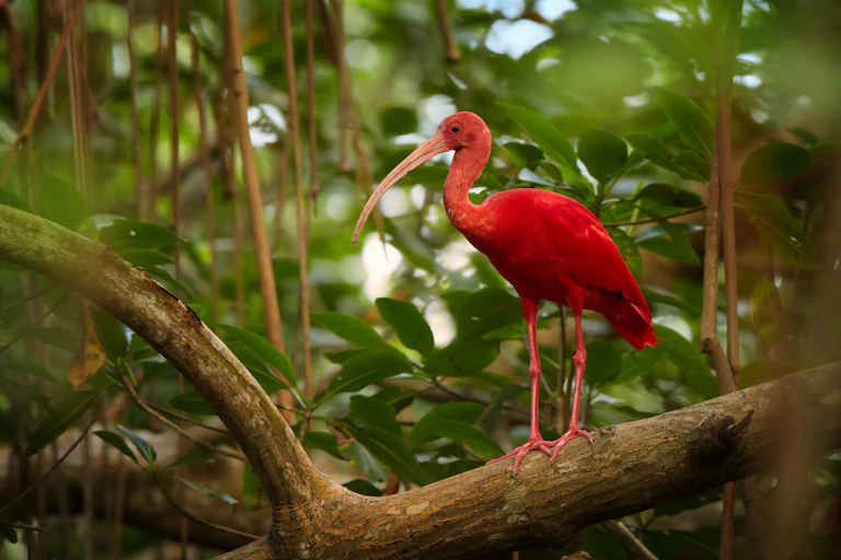 red ibis on branch