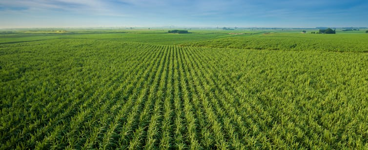 Large field from above