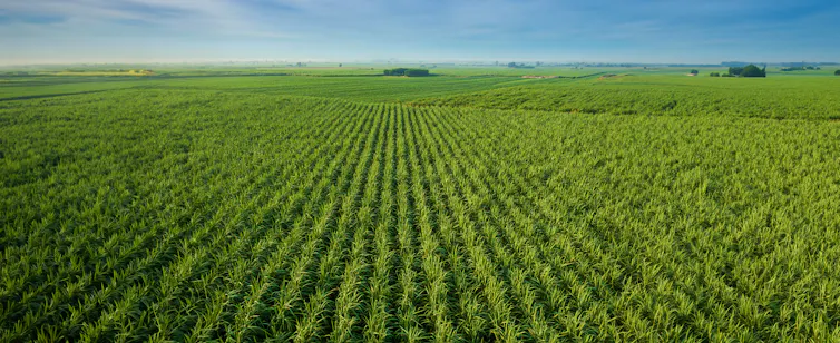 Large field from above