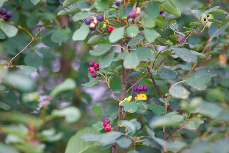 purple red berries on green bush