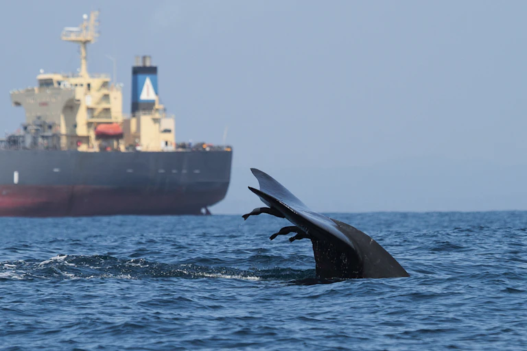 The tail of a diving whale rises from the water with a large ship in the background