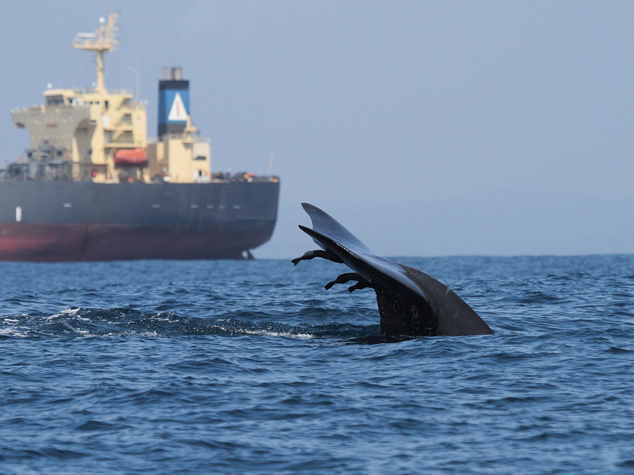 The tail of a diving whale rises from the water with a large ship in the background