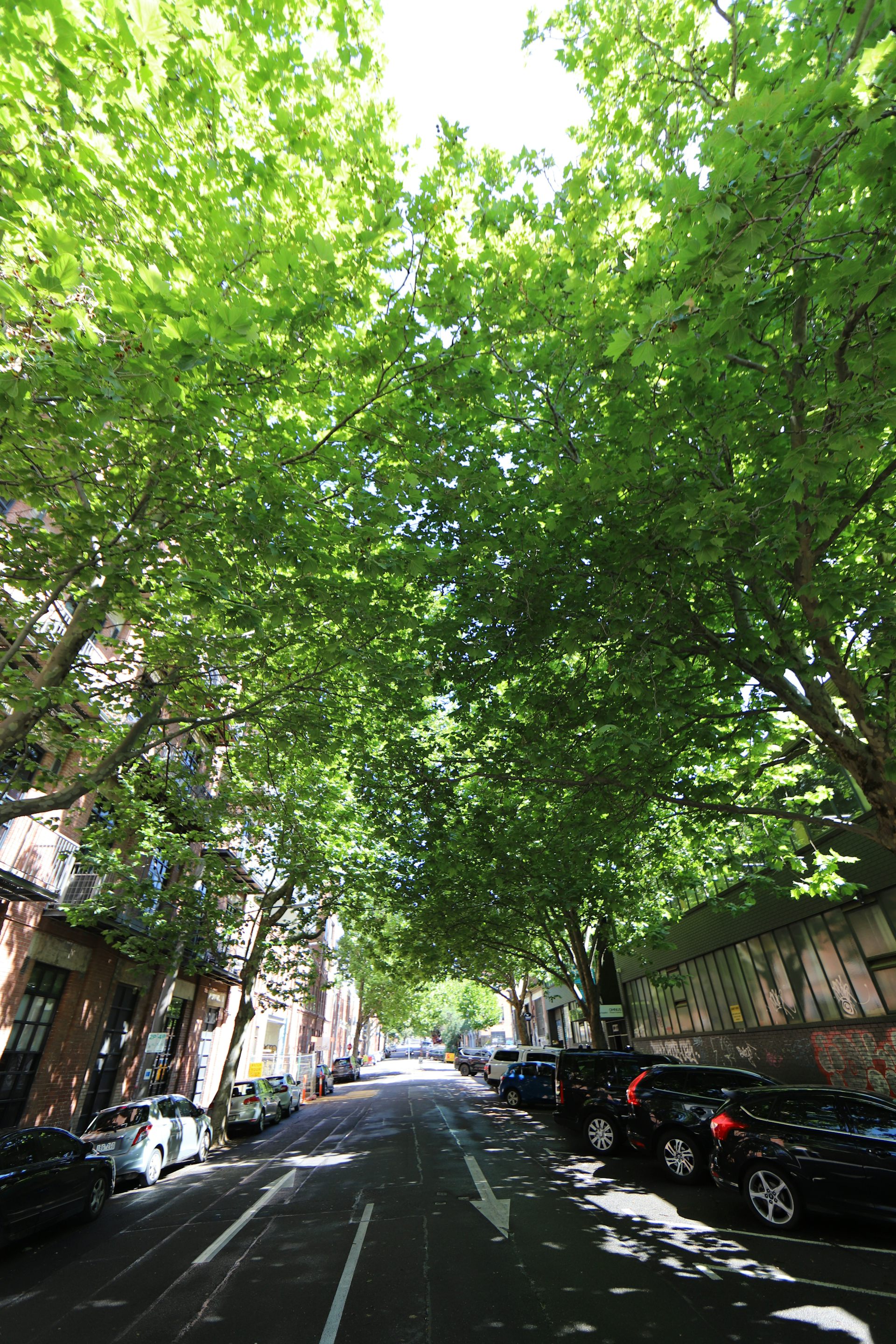 A tree-lined street in a built-up area with multi-storey buildings with complete 100% canopy cover