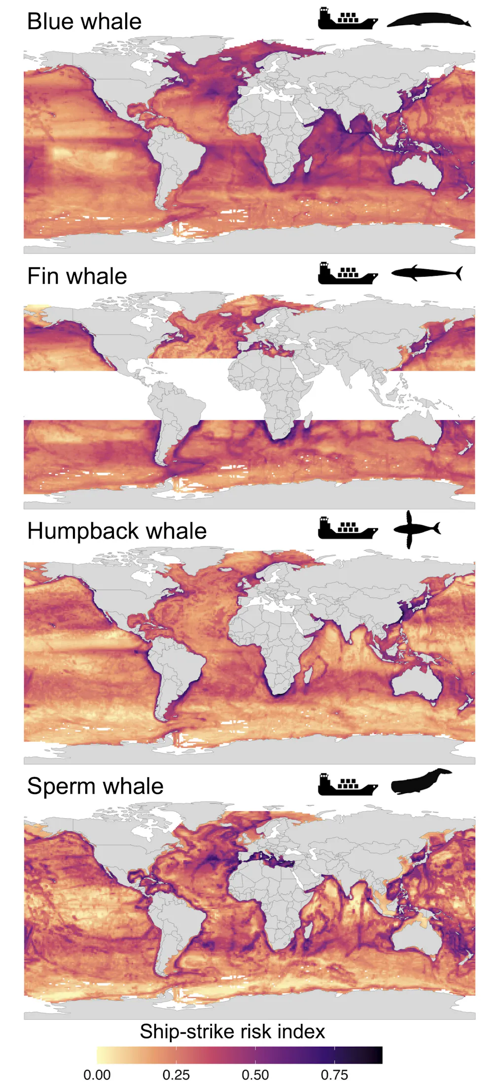 Most High Risk New maps show high-risk zones for whale-ship collisions − vessel speed ...