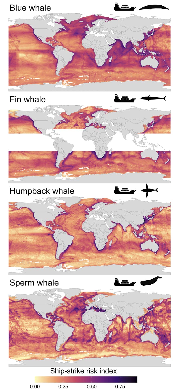 Maps showing areas along coastlines where risks of ship collisions are high for four whale species.