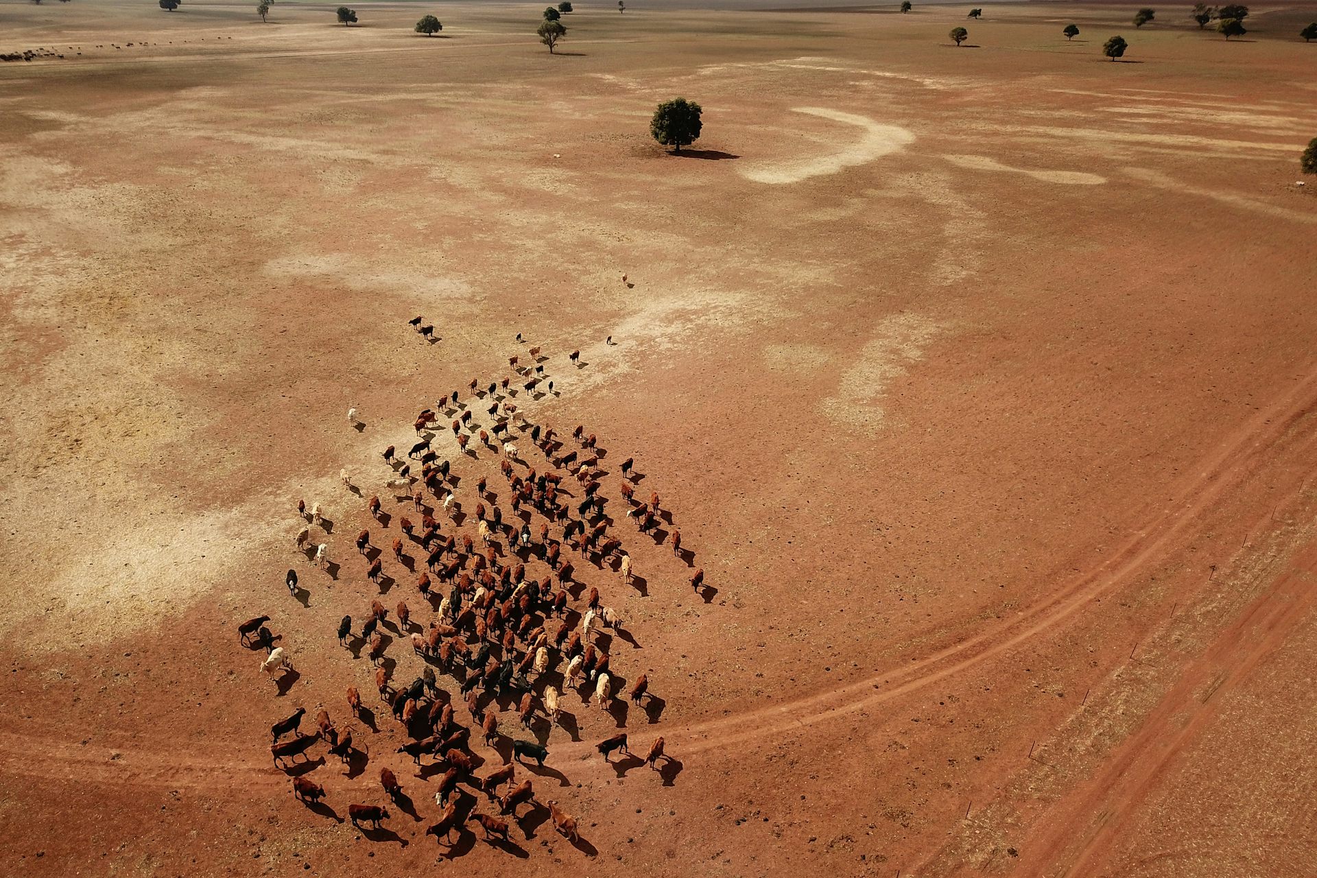 cattle herd in dry landscape