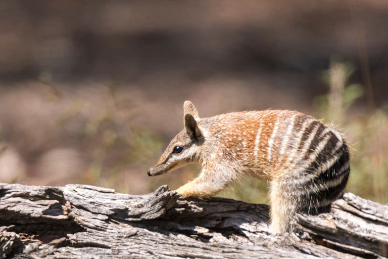 numbat on a log