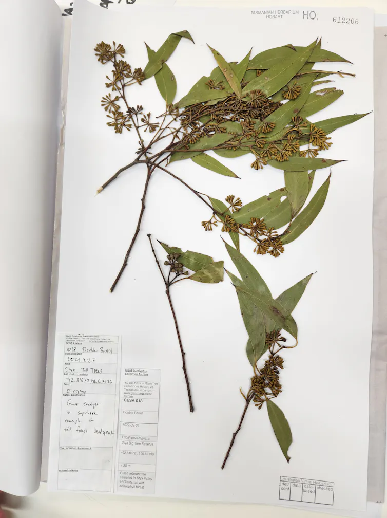 botanical specimen, leaf preserved in book