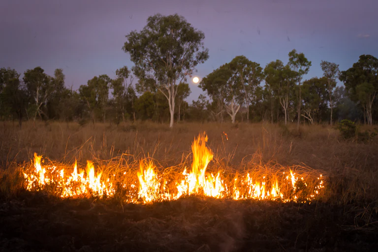 Small, controlled fire in grassland under moonlight.