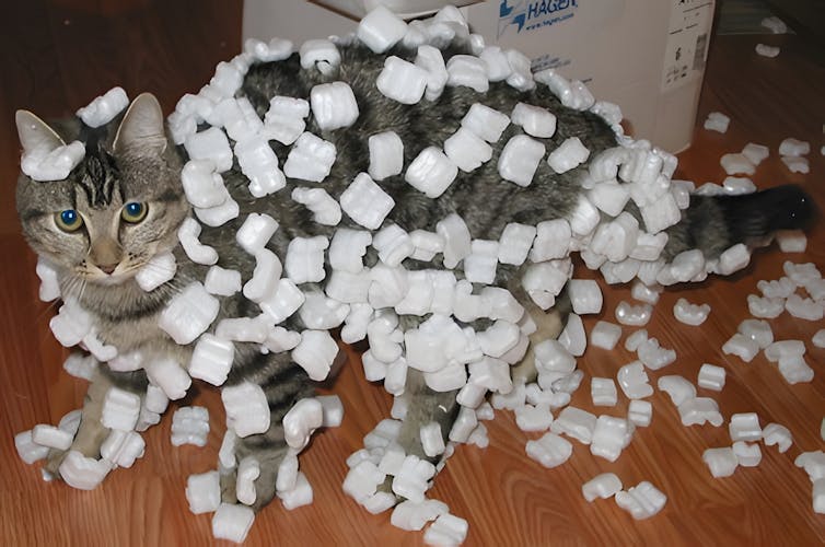 A cat covered in styrofoam peanuts.