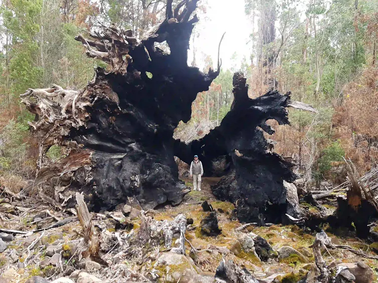 man standing next to charred trunk.