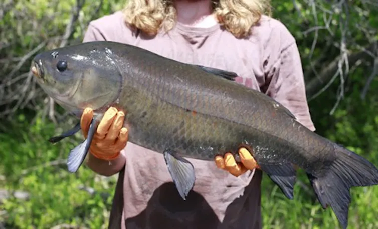 Person holding up a big fish (bigmouth buffalo)