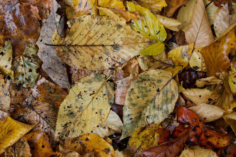 Une litière forestière de feuilles.