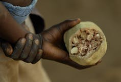 A hand holds a large oval fruit showing several seeds coated with a white pulp.