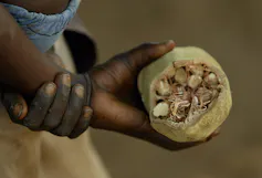 A hand holds a large oval fruit showing several seeds coated with a white pulp.
