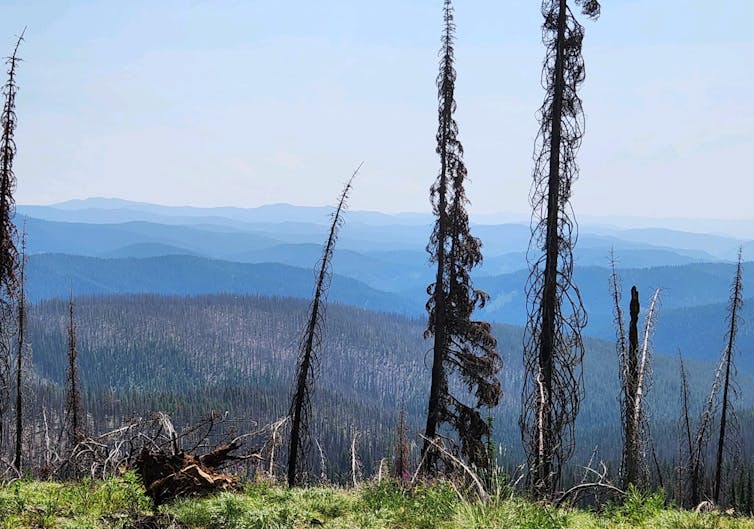 Burned trees mark hillsides with mountains in the distance.