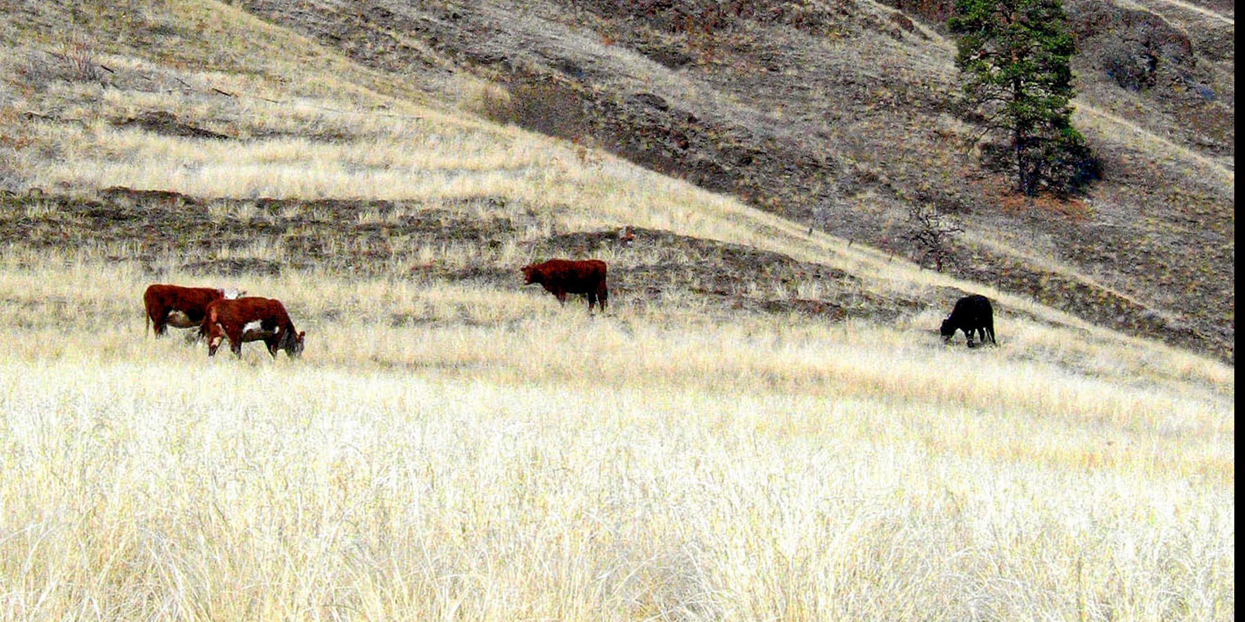 Four cows graze on tall grasses on a hillside.