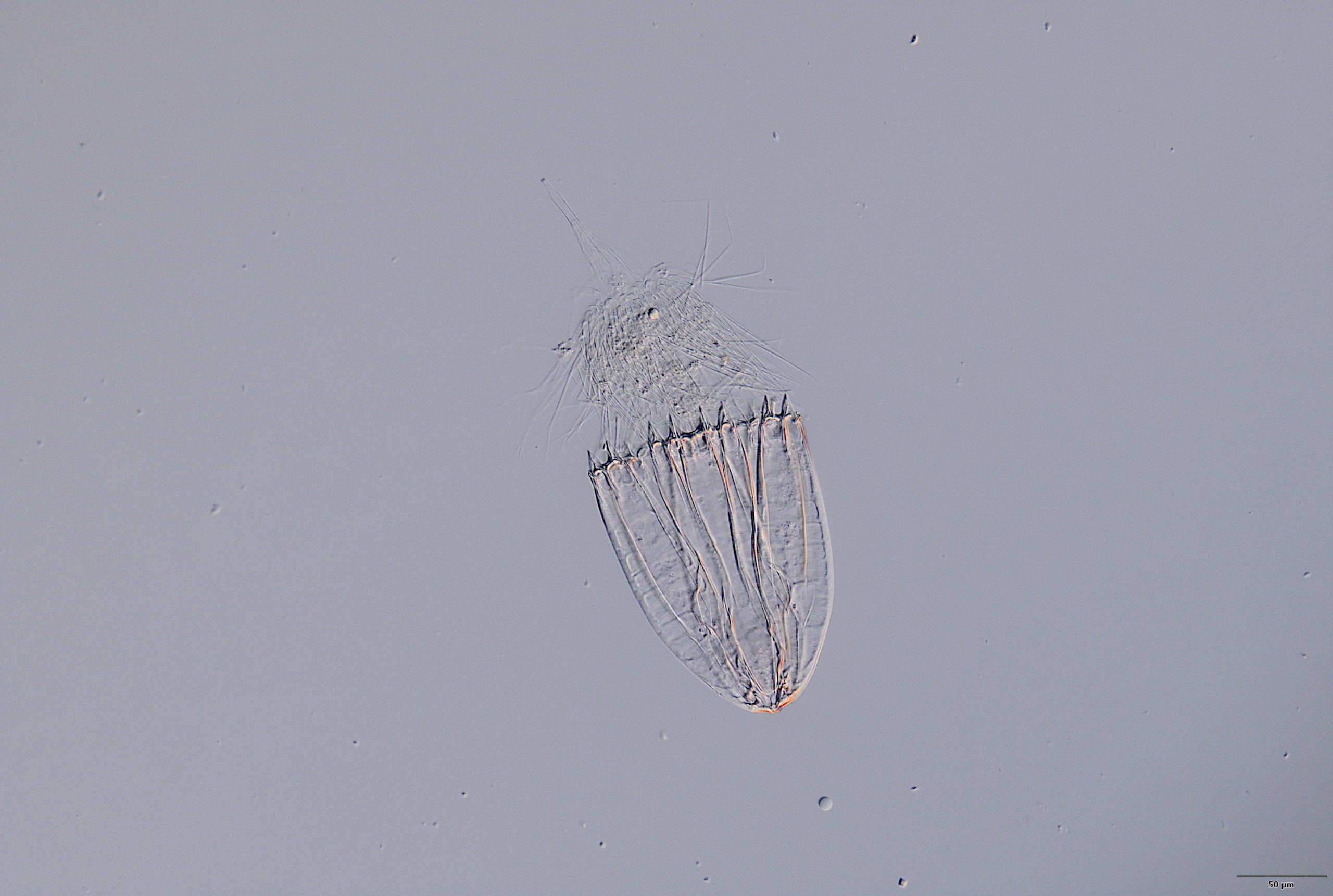 Life in the world’s deepest seas: The challenge of finding 1,000 new marine species by 2030