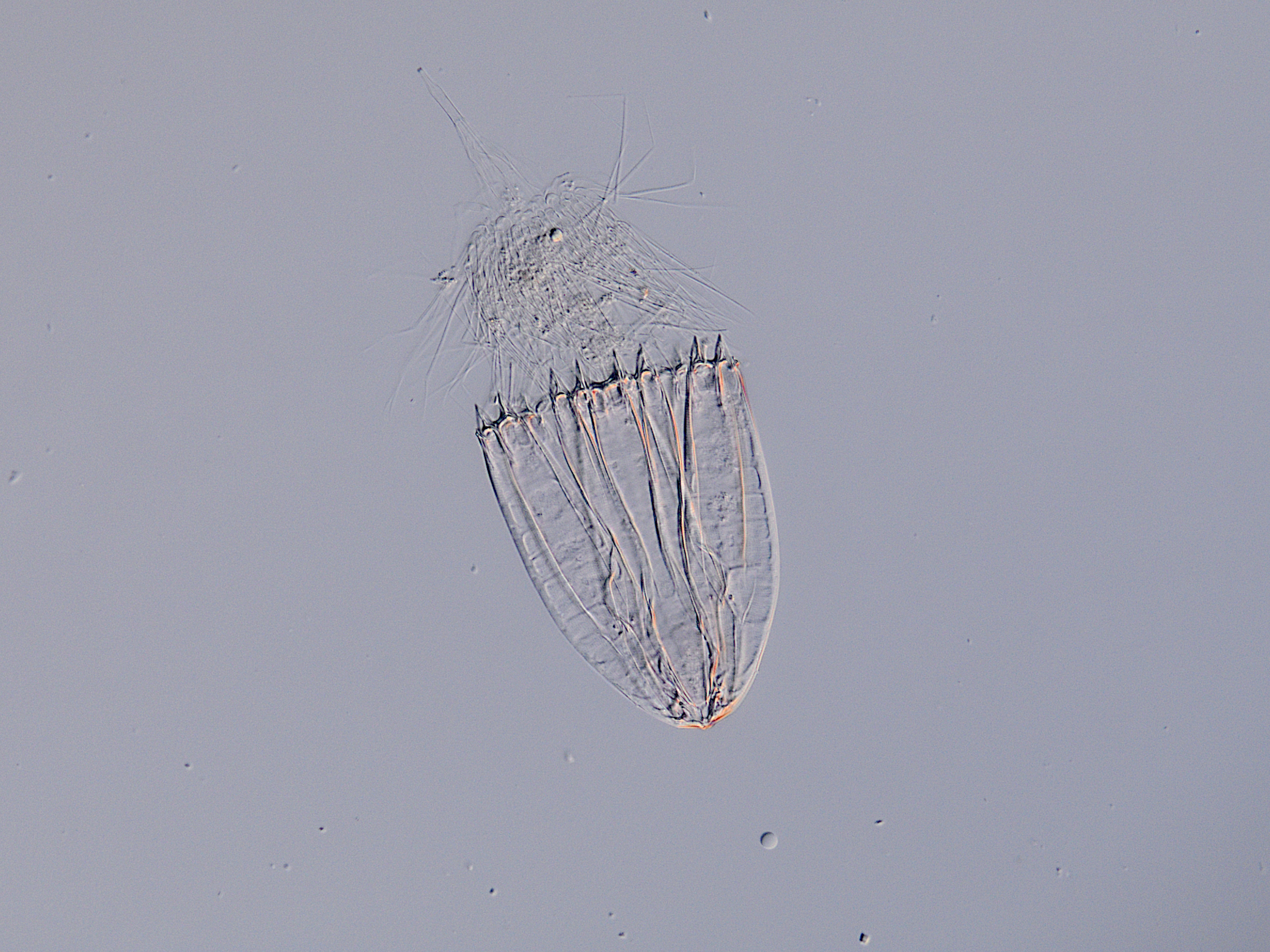 Life in the world’s deepest seas: The challenge of finding 1,000 new marine species by 2030