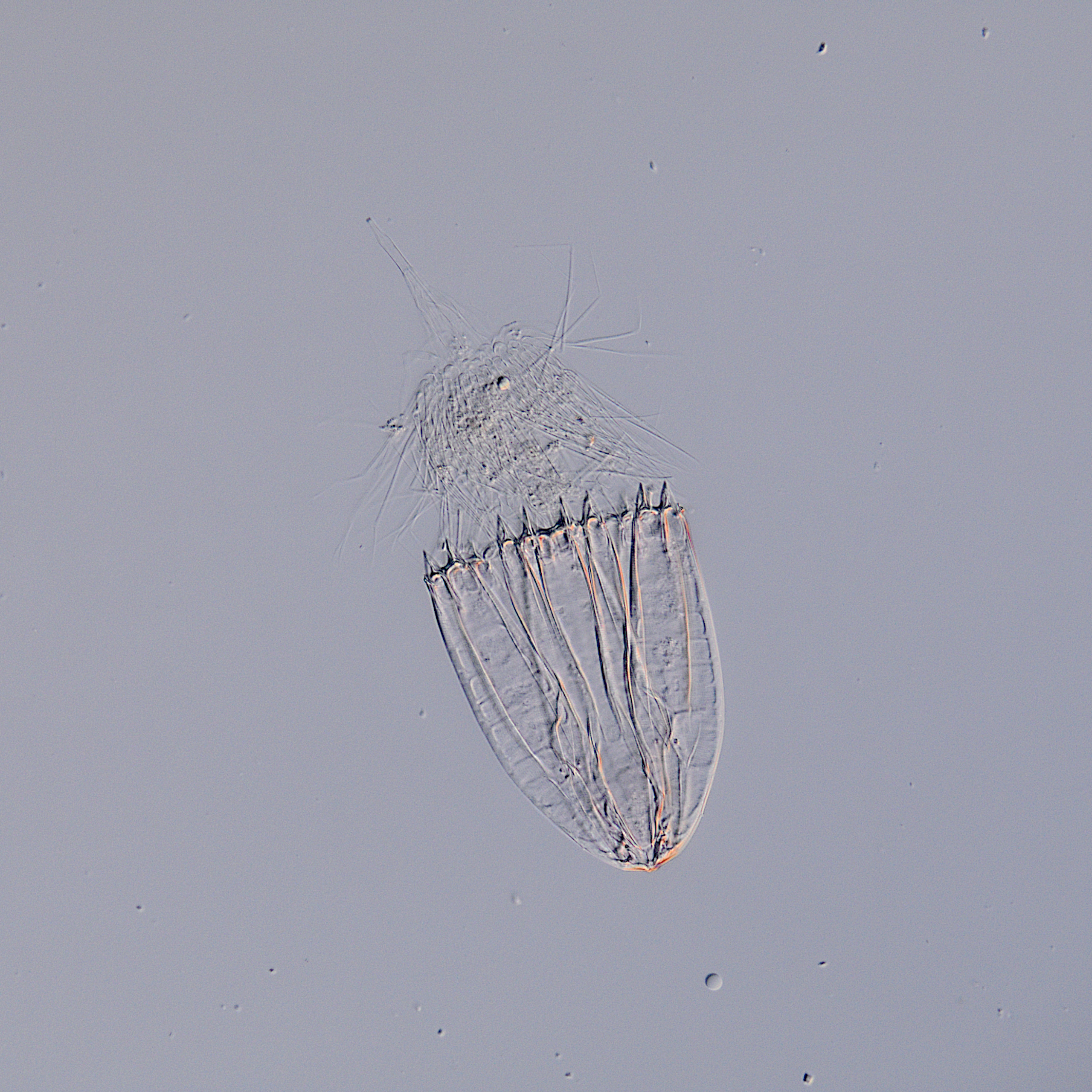 Life in the world’s deepest seas: The challenge of finding 1,000 new marine species by 2030