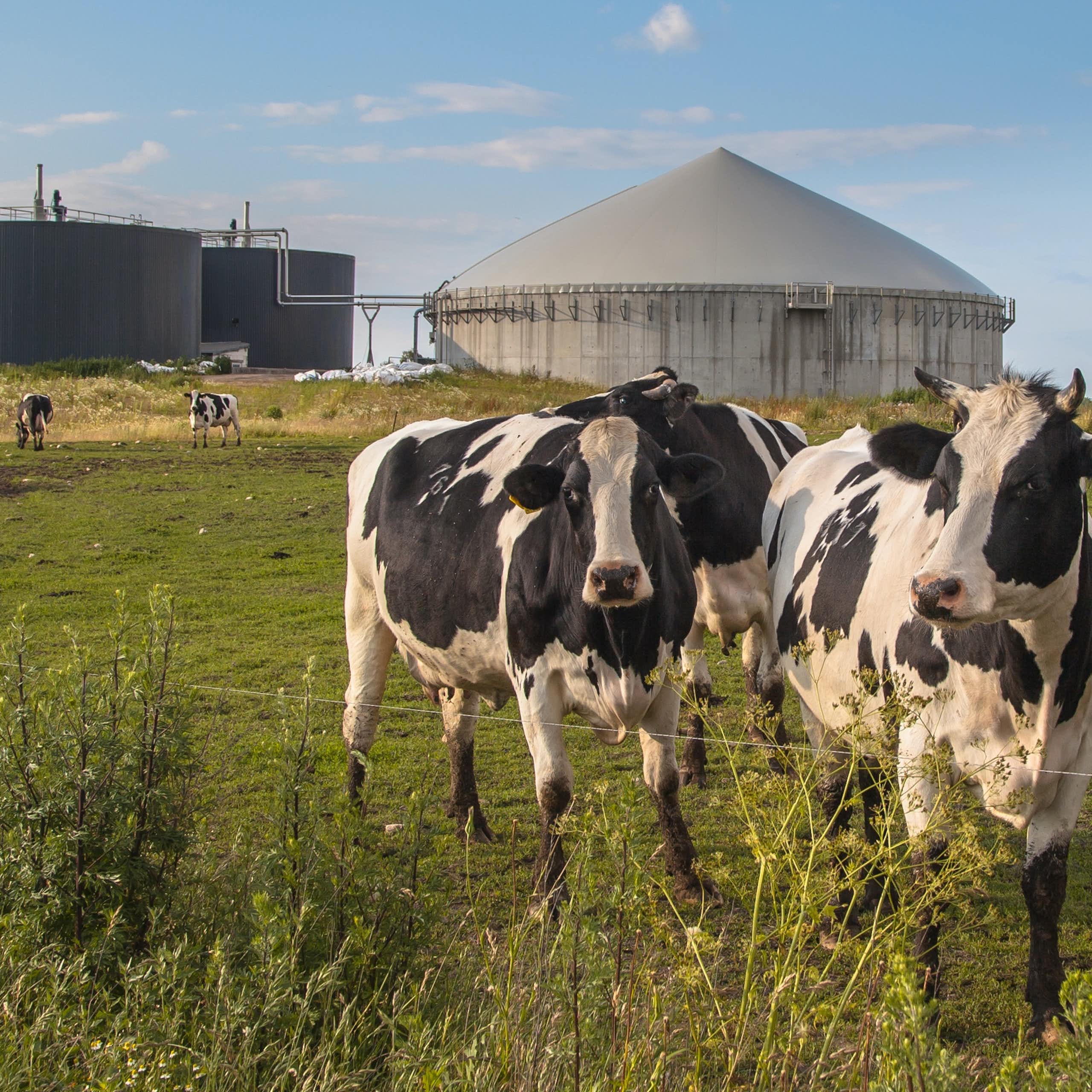 Cómo aprovechar los residuos agroganaderos para promover la autonomía energética de las islas