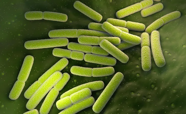 An artist's drawing of E coli bacteria.