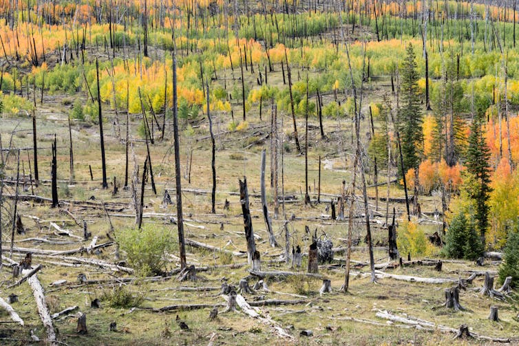 A burned forest landscape with vegetation starting to regrow on the ground and aspen leafing out at the edge of the burn scar.