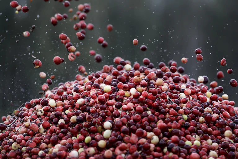 A pile of fresh cranberries.