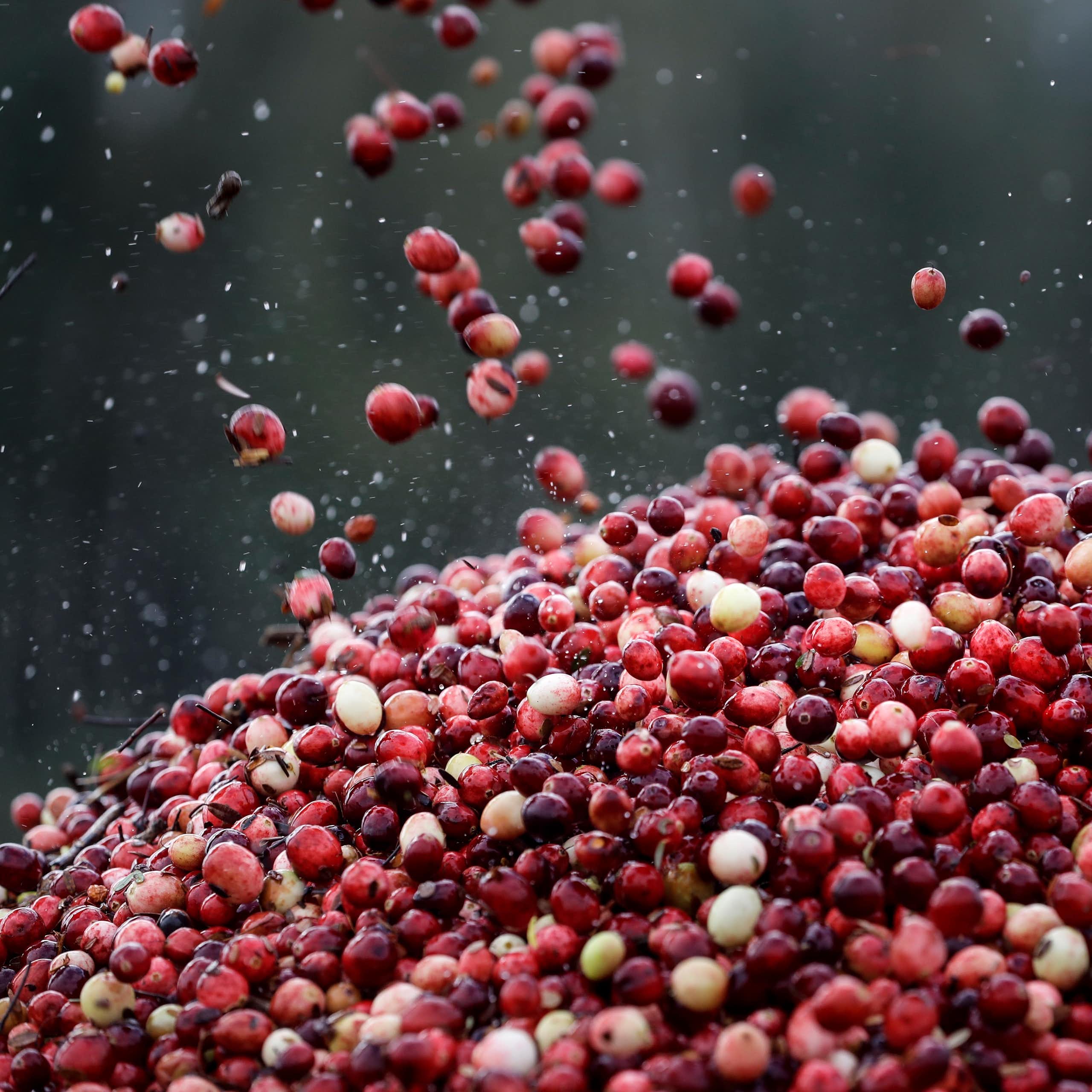 A pile of fresh cranberries.