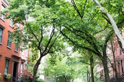 We rated the urban forests of 8 global cities – only Singapore passed the 30% canopy test